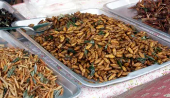 Insectos, ¿las proteínas del futuro?