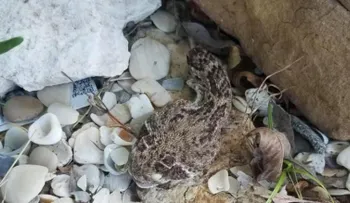 Un hombre casi muere cuando lo mordió una serpiente con la cabeza cortada