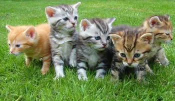 ¿Amante de los gatos? Ahora puedes vivir en esta isla griega cuidando a 55 peluditos