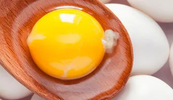 El misterioso hilito blanco dentro del huevo; no tenga ningún temor 