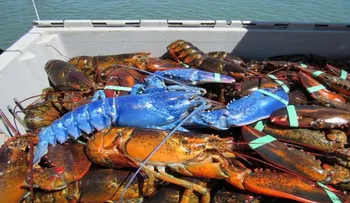 Encuentran una extraña langosta de color azul en el pedido de un restaurante