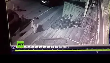  Un gato enfrenta a varios perros y gana la batalla 