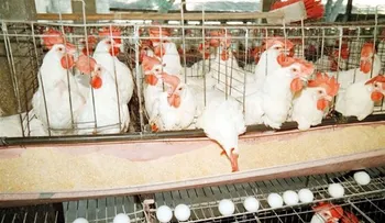 Salió hacia Haití comisión busca sea levantada veda a exportación pollos y huevos