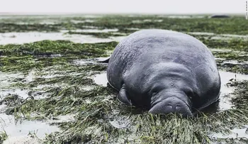 Ciudadanos de Florida cuidan a animales grandes y pequeños mientras Irma hace de las suyas