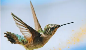 El significado de que un colibrí visite tu casa