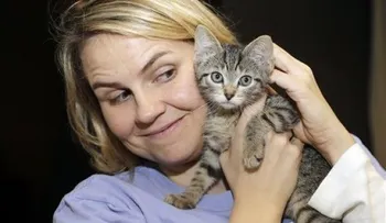 Uber envía gatitos a quienes quieran caricias