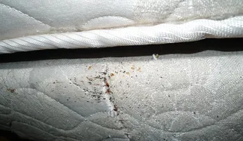 Cómo eliminar de forma rápida ácaros del colchón