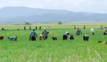 Gobierno dominicano ve apertura al diálogo con EE.UU. sobre arancel al arroz