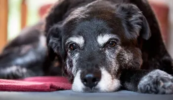 ¿Quién se queda con el perro en un divorcio? Esta y otras leyes que entran en vigencia en EE.UU. en 2018