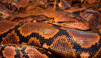 Salió a navegar en kayak y encontró a una pitón devorando un cocodrilo