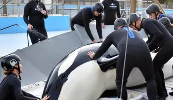 Ballena asesina muere en el parque SeaWorld de San Antonio