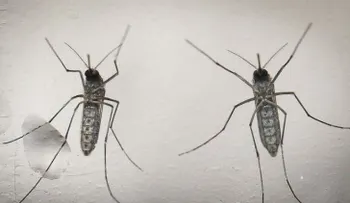  Aumenta a 73 el número de embarazadas con zika en Puerto Rico