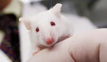 Científicos rejuvenecen ratones viejos con sangre humana