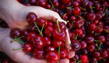 Las cerezas pueden solucionar problemas de hipertensión