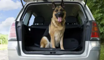 Consejos para viajar en carro con tu perro