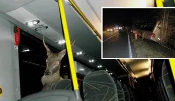 Venado acaba de pasajero tras chocar con bus