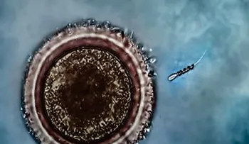 ¡Adelante, espermatozoides motorizados!