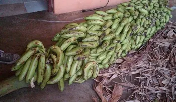 Mata de guineo pare racimo con 25 manos