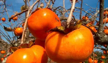 Caqui: Fruta que previene el cáncer y retarda el envejecimiento