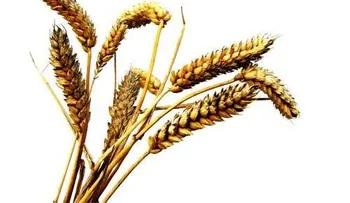 El germen del trigo es bueno para regular el colesterol y en dieta para deportistas 