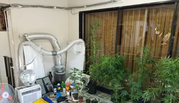  DNCD decomisa plantación de marihuana en provincia Duarte; ocupa más de 249 mil dólares en el DN 