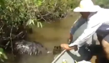 Brasil: ¡Impactante! 'monstruosa' anaconda gigante