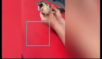 Una serpiente se traga una bola de tenis y esta mujer la recupera de la forma más inesperada (18+)