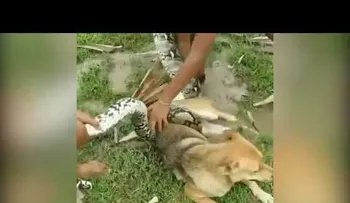 Niños salvan a su perro de una culebra gigante