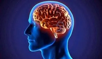 El cerebro funciona como una sinfónica para dar orden a los recuerdos