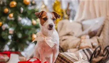 Que su mascota no sufra en las fiestas de fin de año 