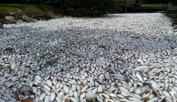 ¿Qué está causando esta muerte masiva de peces en Florida?