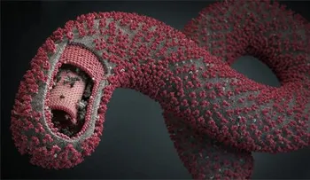 El regreso de la "maldición" africana: El virus del ébola; cómo se transmite; no hay vacuna, no hay tratamiento