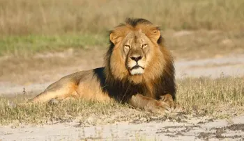 Matan a tiros a león de dos que se escaparon en Kenia y Sudáfrica