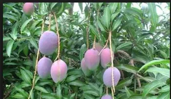 Hiere a perdigones joven de que se subió a su mata de mango