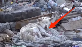 La rescatan moribunda en un vertedero, y hace lo que nadie se hubiera imaginado. Tiene que verlo 