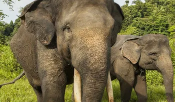 #RIPYongki: envenenan a un elefante símbolo de Indonesia