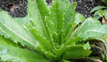 La lechuga silvestre que funciona como la morfina y puedes encontrarla en un patio trasero