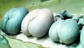 El coco de mar, la semilla más grande del mundo bautizada como "nalga de negra"