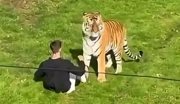 Hombre muere tras saltar al recinto de un tigre en el Yorkshire Wildlife Park de Inglaterra