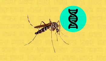 OMS abre la puerta a los mosquitos transgénicos para luchar contra la malaria