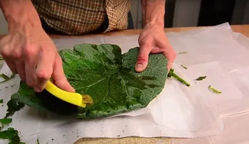 Excelentes trucos: Encuentra la hoja más grande de tu jardín. ¡Te va a gustar esta idea! (VIDEO)