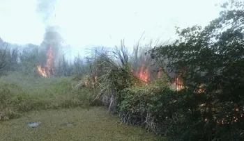 Incendian por 3ra vez área boscosa Laguna Saladillo; responsabilizan director INDRHI