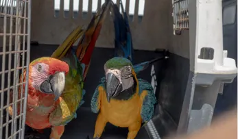 Medio Ambiente pide registrar animales exóticos
