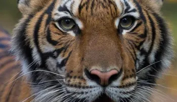 Un tigre de Nueva York tiene el coronavirus, según el zoológico de El Bronx