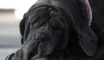 Este es el perro más feo del mundo