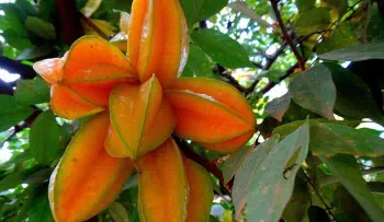 Tengo hace muchos años este árbol en mi patio para controlar mi diabetes, colesterol e hipertensión (VIDEO)