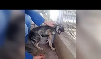 Reacción conmovedora: acarician a un perra por primera vez tras años de sufrir abusos