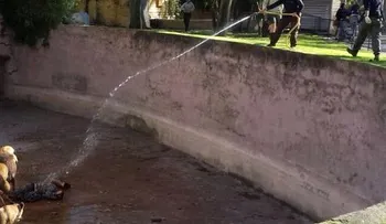 Hombre se lanza al foso de los leones en zoológico de Barcelona