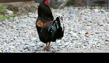 Una manada de gallinas matan al zorro que entró al gallinero
