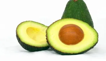 Un aguacate al día mantiene el colesterol malo bajo control